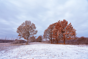 First snow in the autumn forest. Fall colors on the trees. Autum