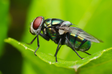 insect fly. green housefly.
