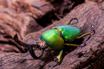 Green Stag Beetle (Lamprima adolphinae)