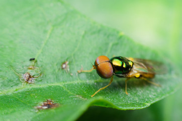 fruit fly, insect fly, golden eyes fly. on green leaf. insect life