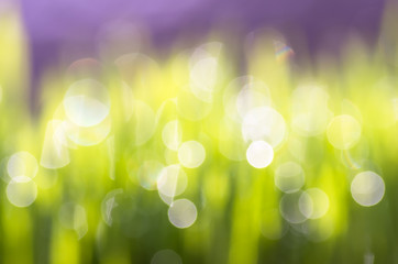 Fototapeta premium bokeh drops of dew on a green grass background