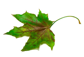 Multicolor maple-leaf