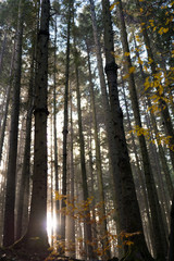 Fototapeta na wymiar Beams of the Sun through a haze in the coniferous wood