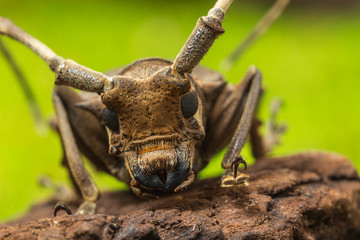 Longhorn beetle (Paraleprodera inidiosa), Beetle