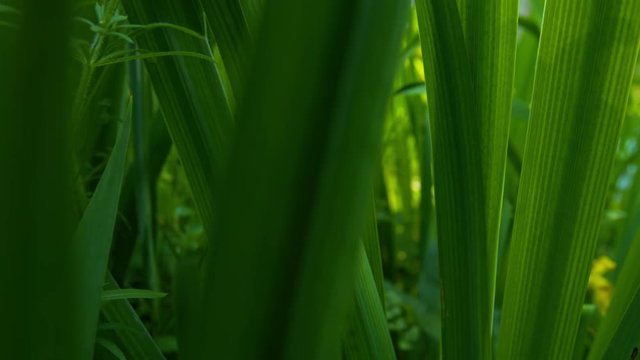 slow dolly out shot through green leaves acorus calamus