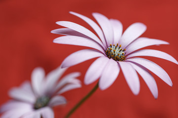 Flower, daisy with color backgroung