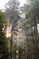 Beams of the Sun through a haze in the coniferous wood