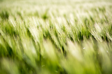 Barley green fields