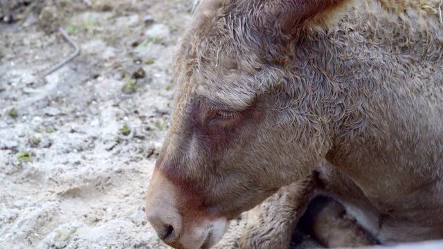 Donkey lying on the ground. Close-up of head