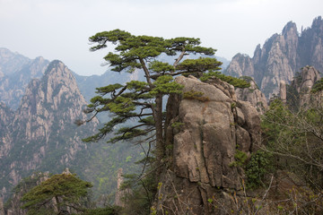 Pine tree on Huangshan Mountains in Anhui Province, China