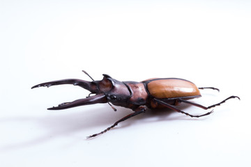 Stag Beetle (Prosopocoilus kannegieteri) Beetle insect