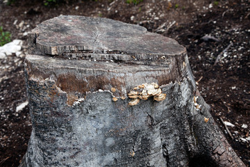 Lichens groing on old stump in Austria