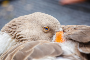 Closeup duck head portrait