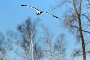 Goéland à bec cerclé
