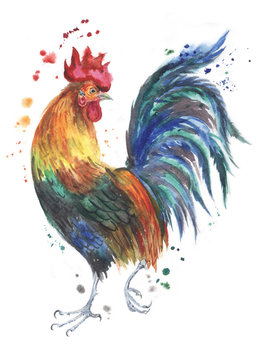 Multi-colored rooster. Multi-colored rooster, drawing watercolor.