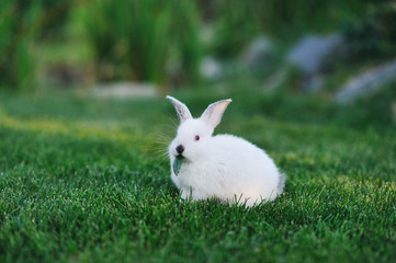 Пушистый белый кролик сидит в траве и кушает листик