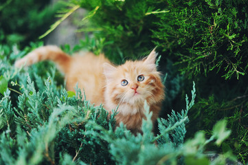 Naklejka na ściany i meble Пушистый рыжий котенок прячется в траве