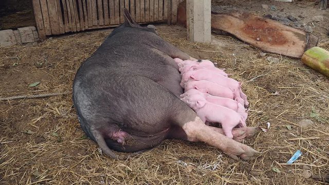 Piglets suckling from sow's teats