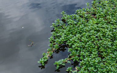 Water plants in canal