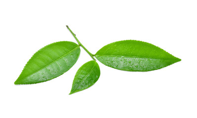 leaves green tea with drops of water isolated on white backgroun