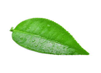 Naklejka na ściany i meble leaves green tea with drops of water isolated on white backgroun