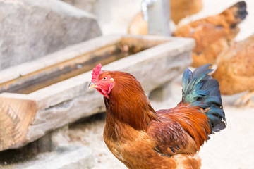 Chicken(cock-a-doodle-doo)