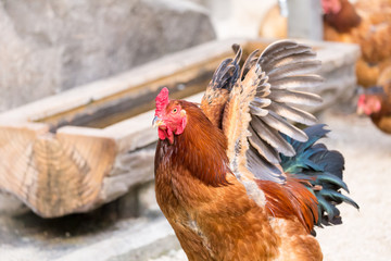 Chicken(cock-a-doodle-doo)