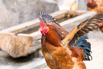 Chicken(cock-a-doodle-doo)