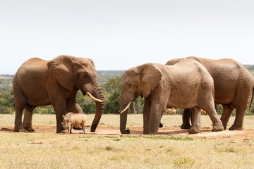 Naklejka premium Warthog have no chance against the Bush Elephant
