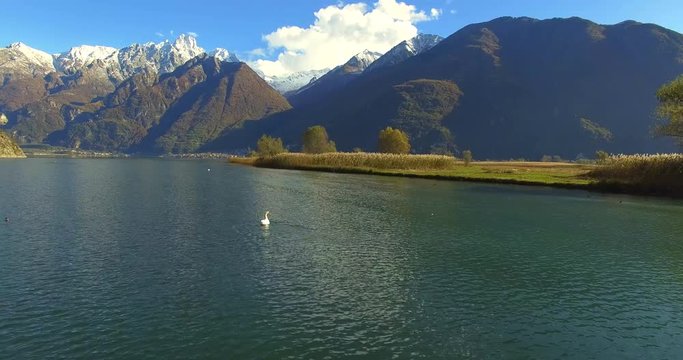 Aerial 4k - Riserva Naturale di Pian di Spagna - Lago di Novate Mezzola - Valchiavenna (IT) - cigno 