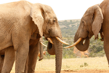 Obraz premium Bush Elephants sizing up their tusks