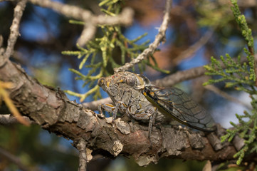 Cicada sitting on a tree branch