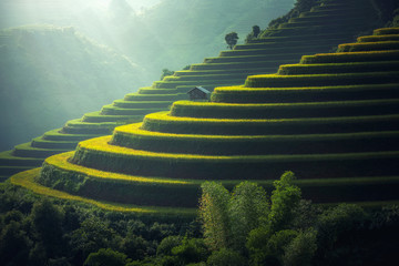 Vietnam Rijstvelden op terrassen in het regenseizoen in Mu cang chai, Vietnam. Rijstvelden bereiden zich voor op transplantatie in Noordwest-Vietnam