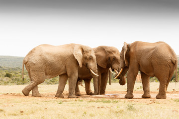 Fototapeta na wymiar The secret gathering of the African Bush Elephant