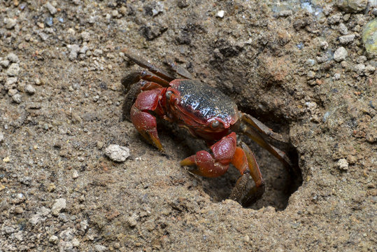 Crabe d'eau douce, Sesarma impressum, Iles Seychelles