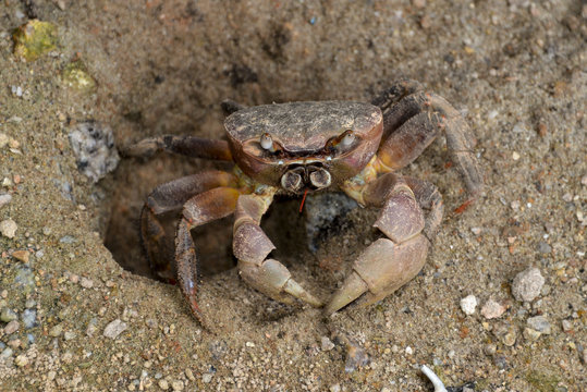 Crabe d'eau douce, Sesarma impressum, Iles Seychelles