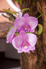 Purple orchids bouquet