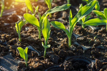 Green sprout growing from seed