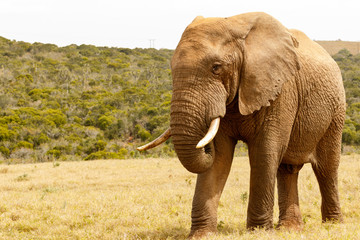 Fototapeta na wymiar Elephant standing proudly in the field