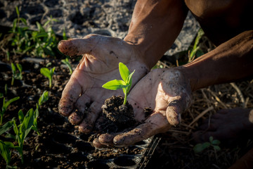 Green sprout growing from seed