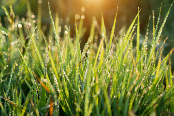 Fresh grass with dew drops in the morning.