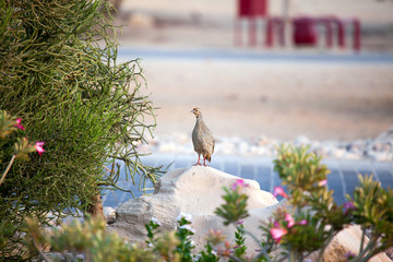 A watchful sandgrouse on Sir Bani Yas island, UAE