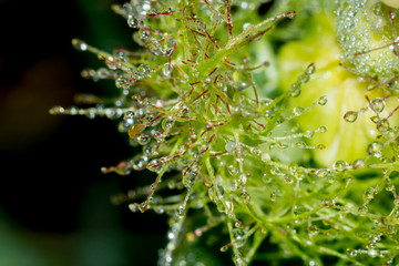 Close-up of cobweb with dew.