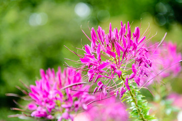 Blooming cleomes in a clear sunny day