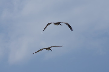 Brown Pelicans