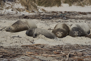 Group of female Southern Elephant Seal (Mirounga leonina) on the coast of Carcass Island in the Falkland Islands.