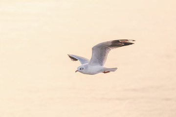 Fototapeta premium Seagull flying with blurry orange background