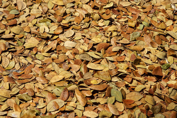 Dry leaves of Samanea saman trees.