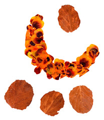 Transparent dried pressed orange mottled  marigold petals
