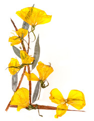 application  bouquet of dry iris leaves  and yellow flowers